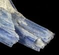 Vibrant Blue Kyanite Crystals In Quartz - Brazil #56936-2
